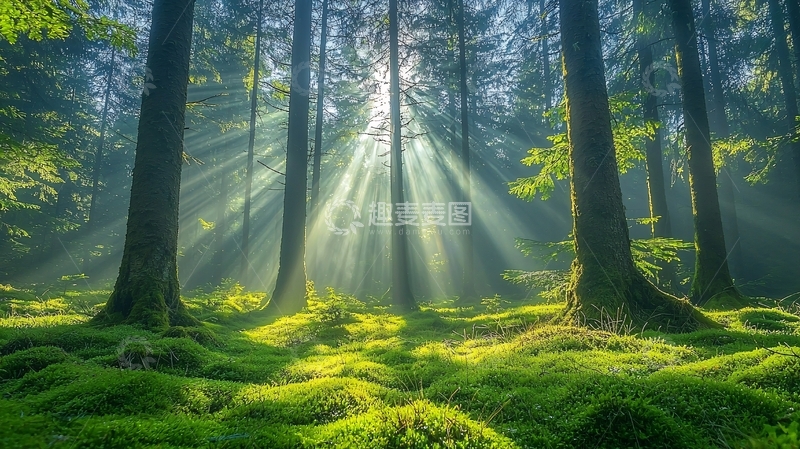 高清大图下载【趣麦麦图】阳光透过树林
