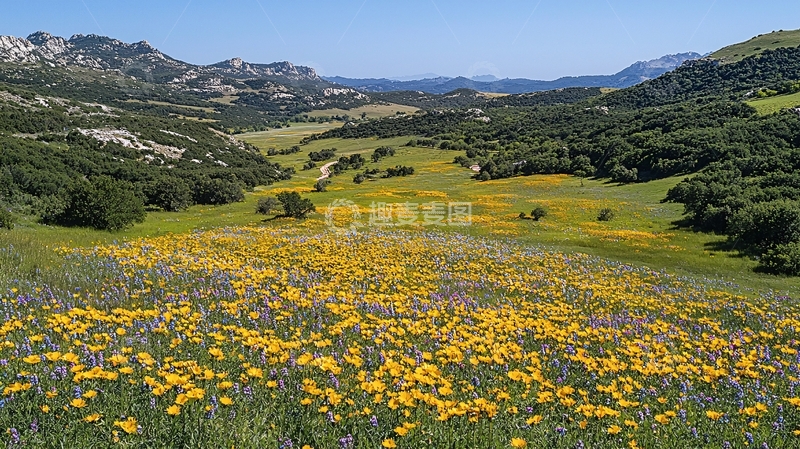 高清大图下载【趣麦麦图】山谷野花盛开的春天景色