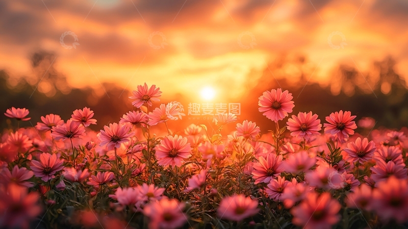 高清大图下载【趣麦麦图】日落花海