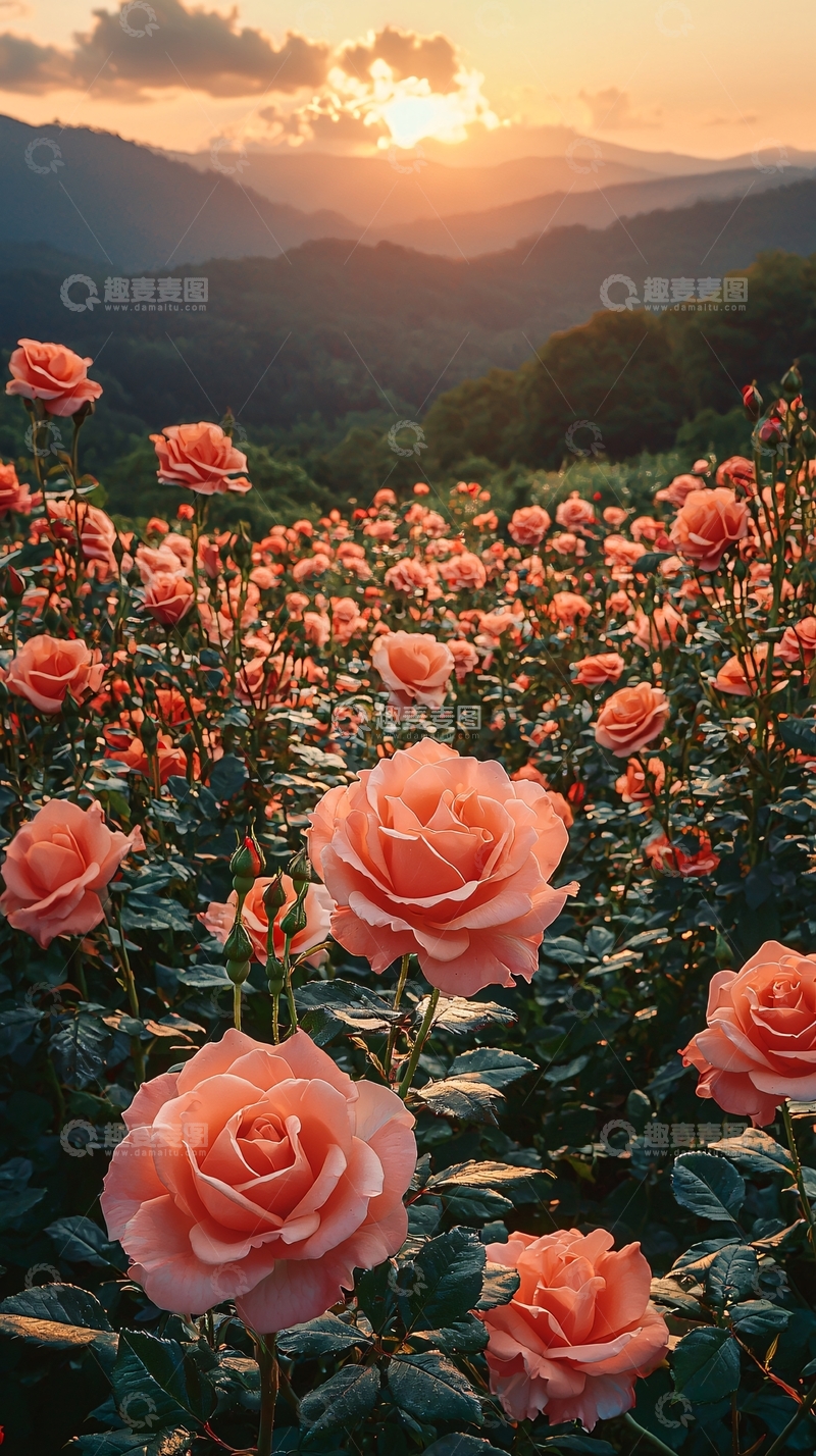 高清大图下载【趣麦麦图】落日余晖下的玫瑰花田