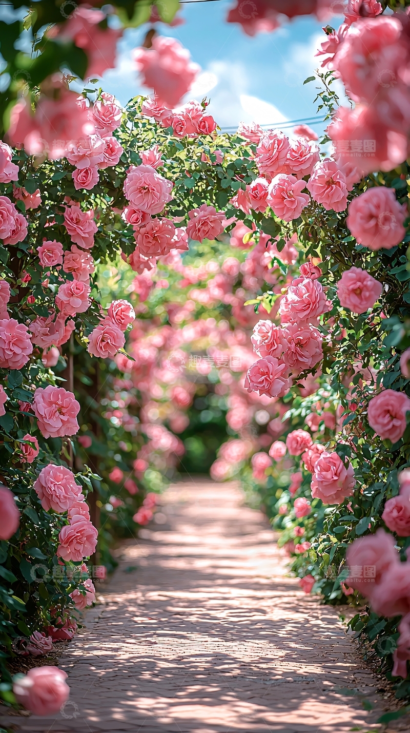 高清大图下载【趣麦麦图】粉色玫瑰花拱门小路