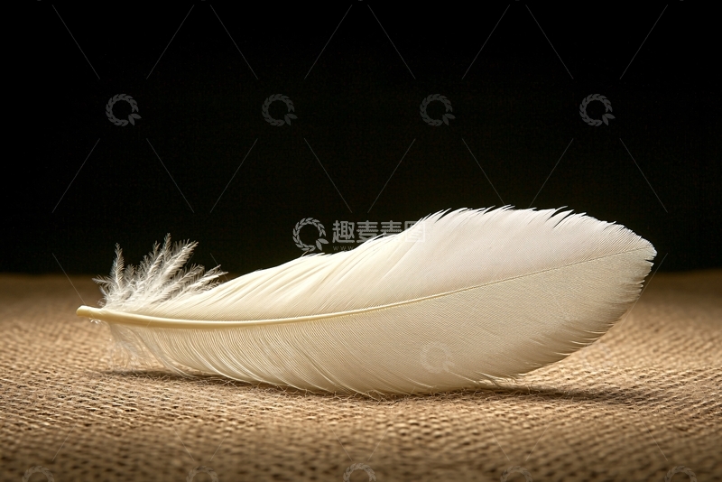 高清大图下载【趣麦麦图】白色羽毛在粗糙表面