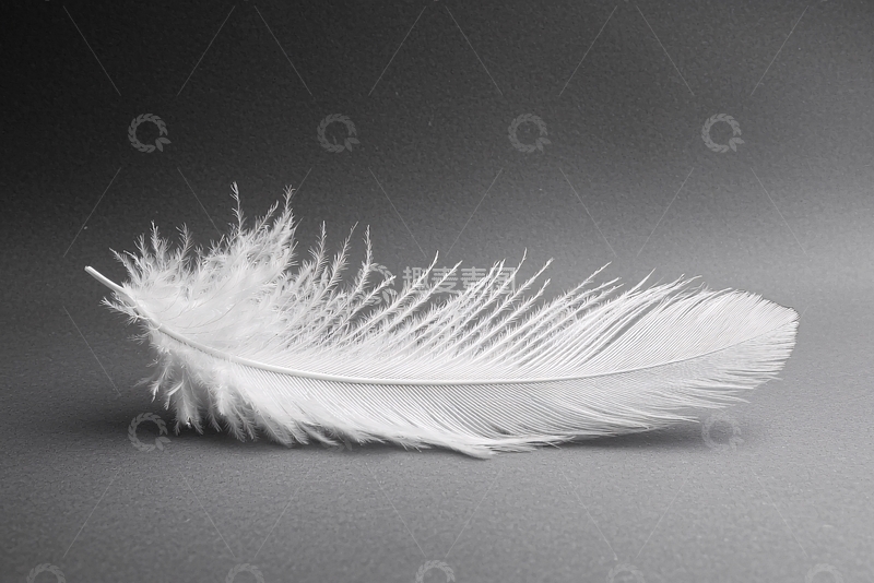 高清大图下载【趣麦麦图】灰白背景下一根白色羽毛