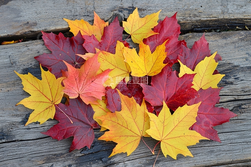 高清大图下载【趣麦麦图】彩色枫叶堆在木板上