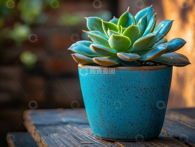 高清大图下载【趣麦麦图】蓝绿色陶盆里的多肉植物