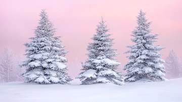 粉红色天空下的三棵雪松