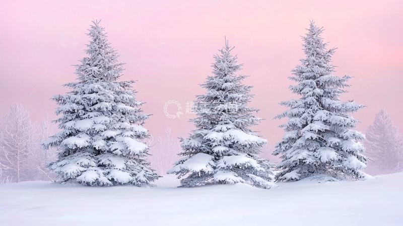 高清大图下载【趣麦麦图】粉红色天空下的三棵雪松