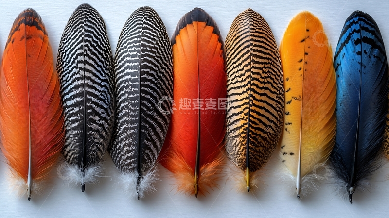 高清大图下载【趣麦麦图】彩色羽毛