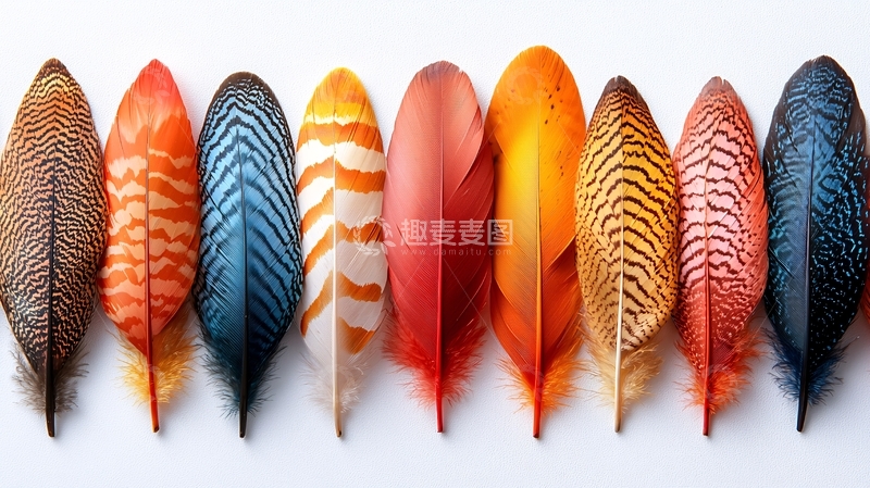 高清大图下载【趣麦麦图】彩色羽毛排列