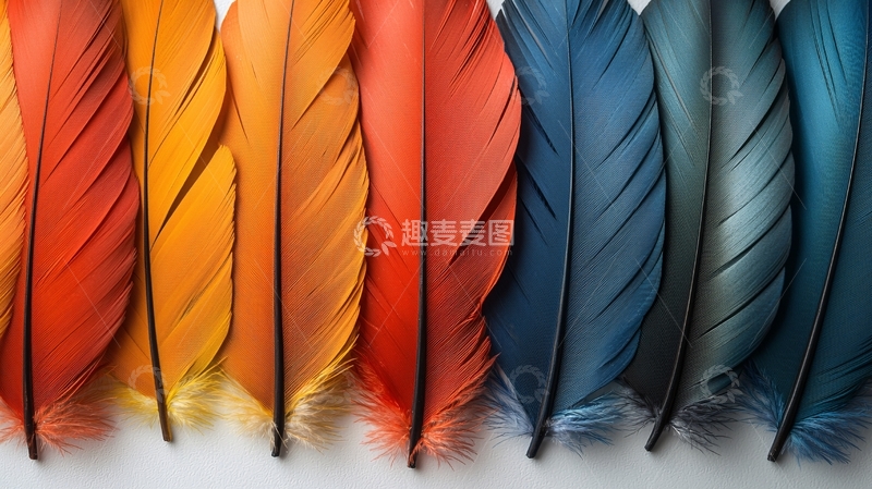 高清大图下载【趣麦麦图】彩色羽毛