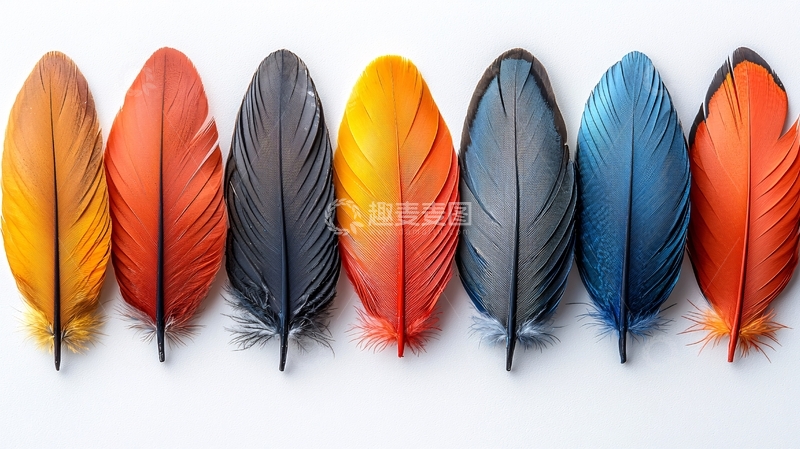 高清大图下载【趣麦麦图】彩色羽毛