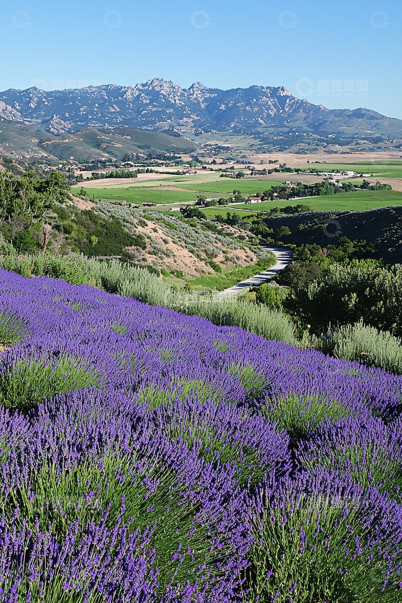 高清大图下载【趣麦麦图】薰衣草田远眺山景
