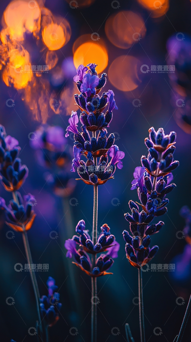 高清大图下载【趣麦麦图】薰衣草夜景