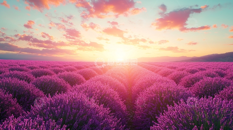 高清大图下载【趣麦麦图】薰衣草田