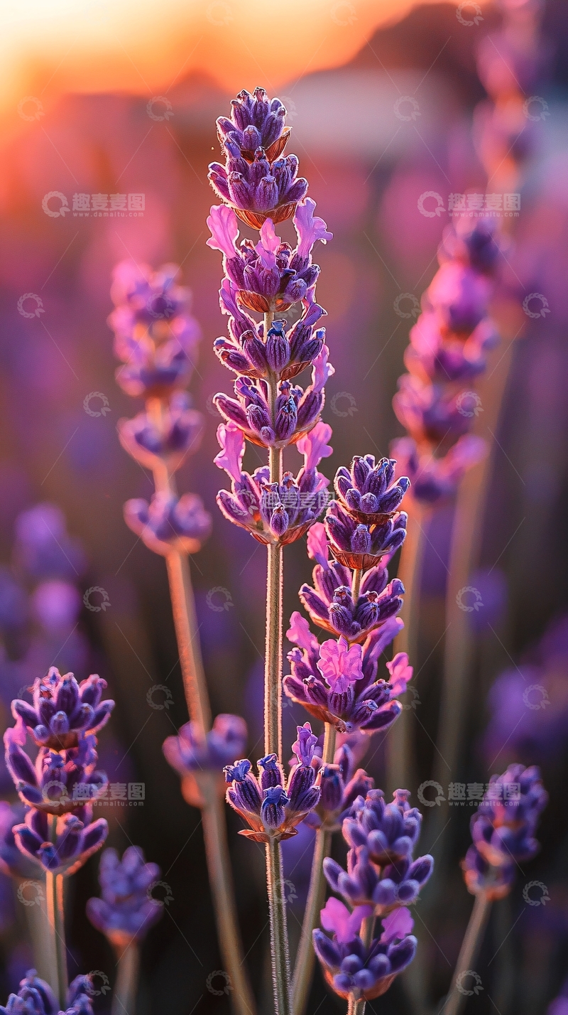 高清大图下载【趣麦麦图】夕阳下薰衣草花田特写