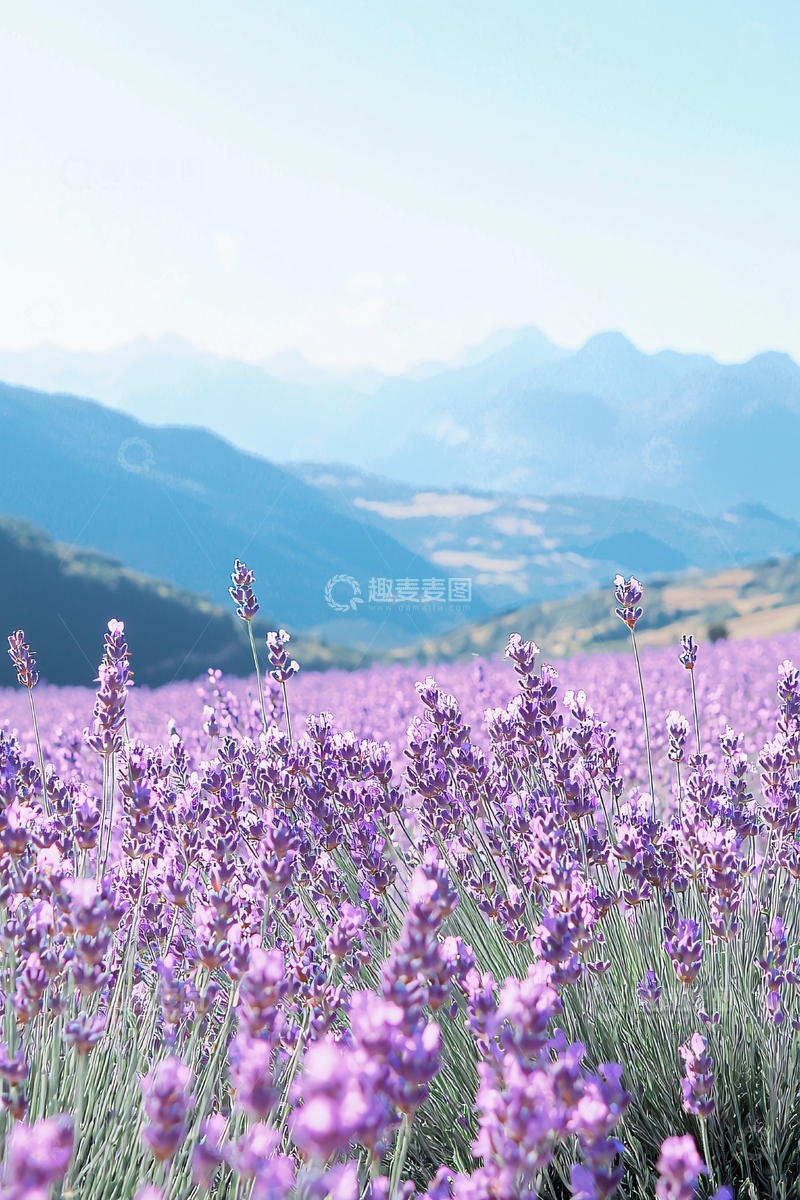 高清大图下载【趣麦麦图】薰衣草花田
