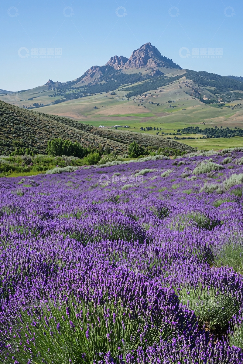 高清大图下载【趣麦麦图】薰衣草田野