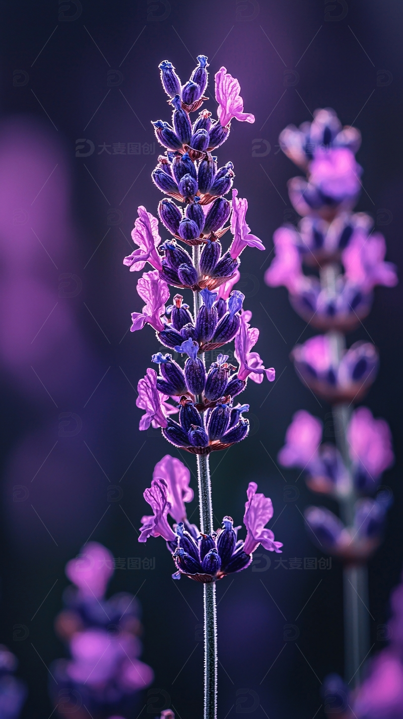 薰衣草花朵特写