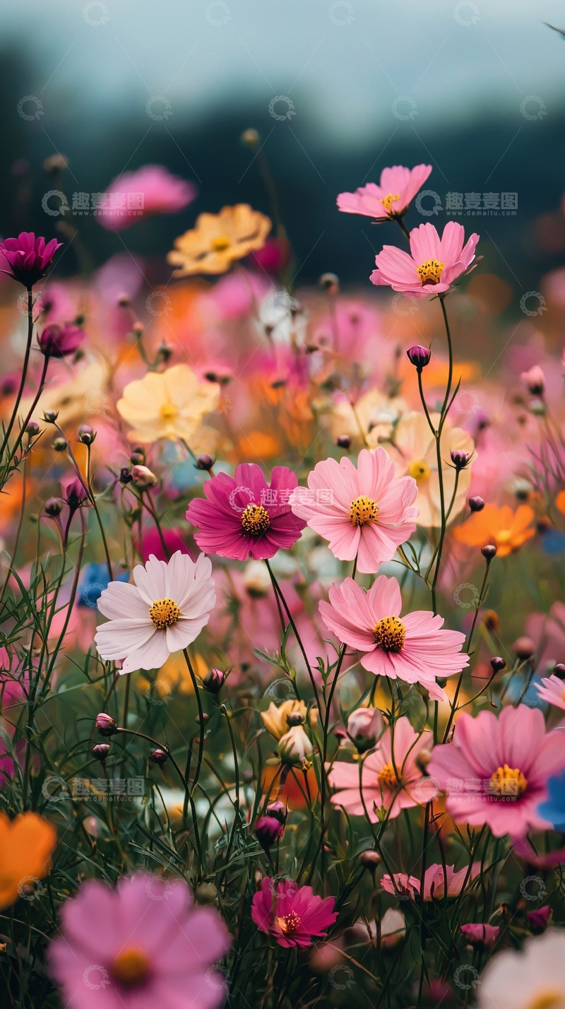 高清大图下载【趣麦麦图】彩色波斯菊花海
