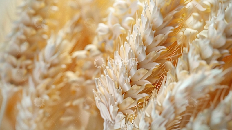 高清大图下载【趣麦麦图】小麦