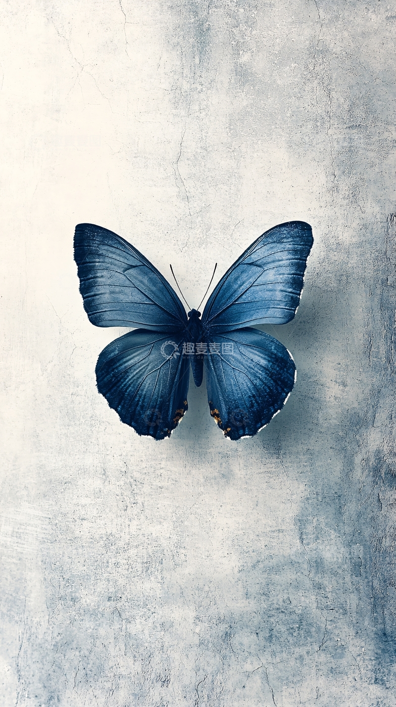 高清大图下载【趣麦麦图】蓝色蝴蝶