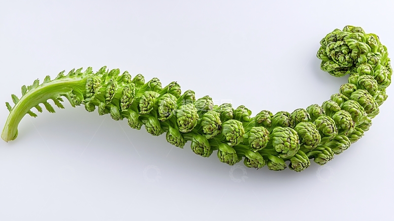 高清大图下载【趣麦麦图】绿色的螺旋状植物