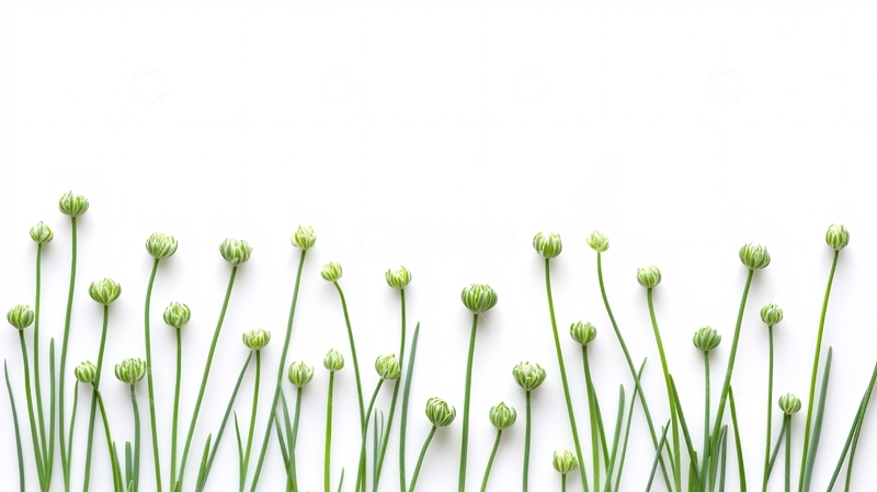 高清大图下载【趣麦麦图】白色背景下的绿色花蕾