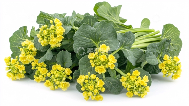 高清大图下载【趣麦麦图】黄花菜束