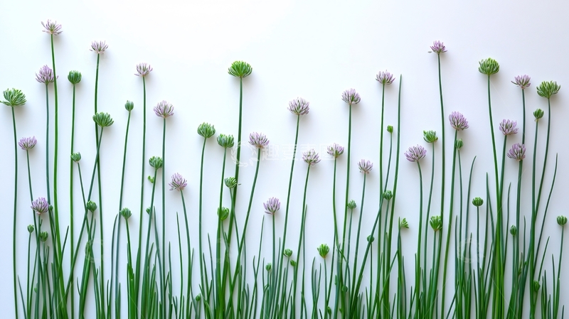 高清大图下载【趣麦麦图】白色背景下的葱花