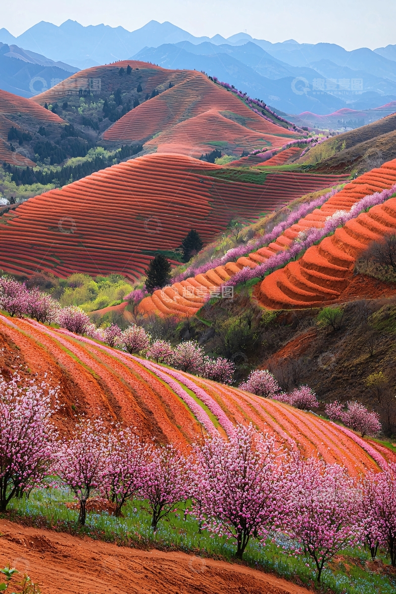高清大图下载【趣麦麦图】梯田上的粉色花树美景