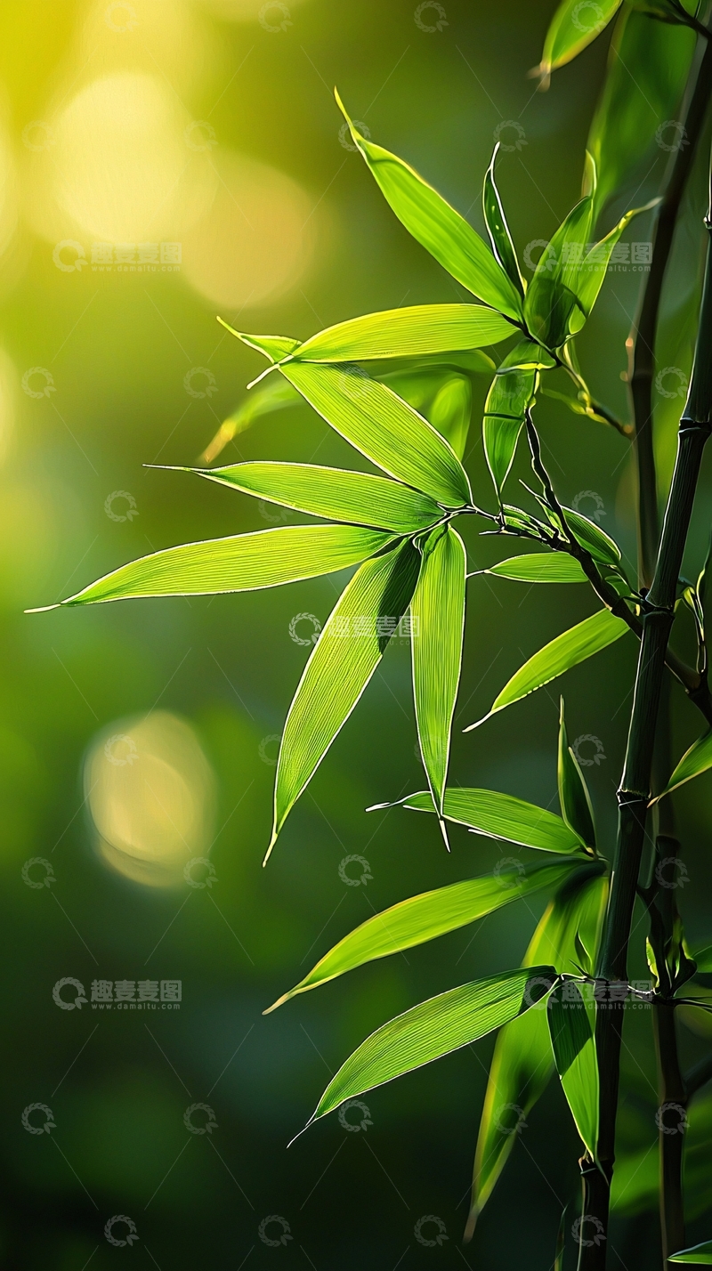 高清大图下载【趣麦麦图】翠绿竹叶