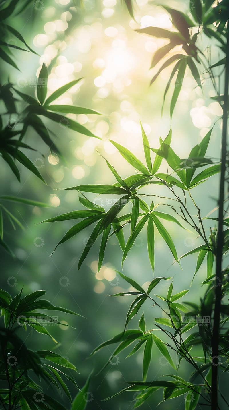 高清大图下载【趣麦麦图】朦胧光影下的翠竹