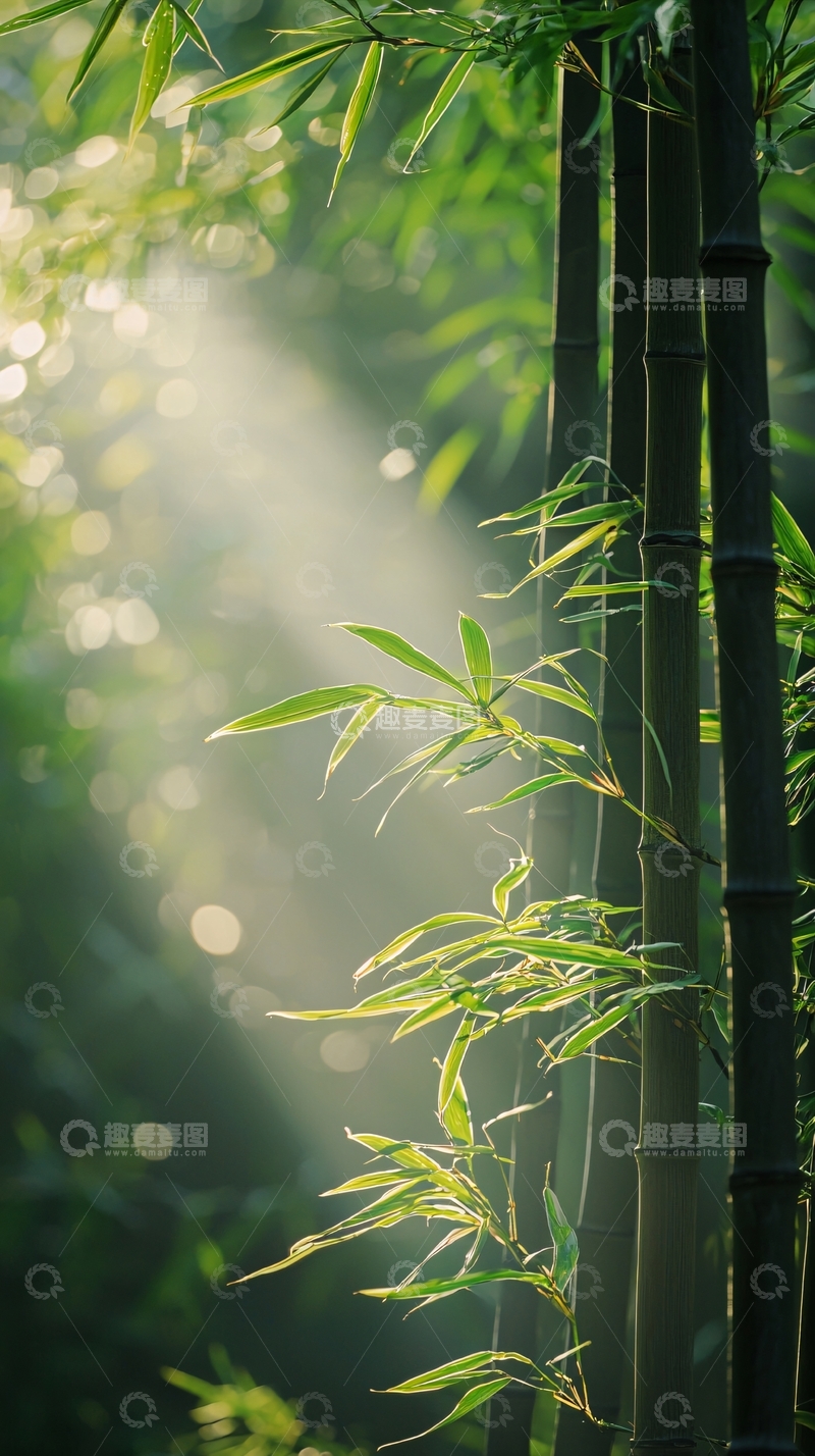 高清大图下载【趣麦麦图】阳光透过竹林