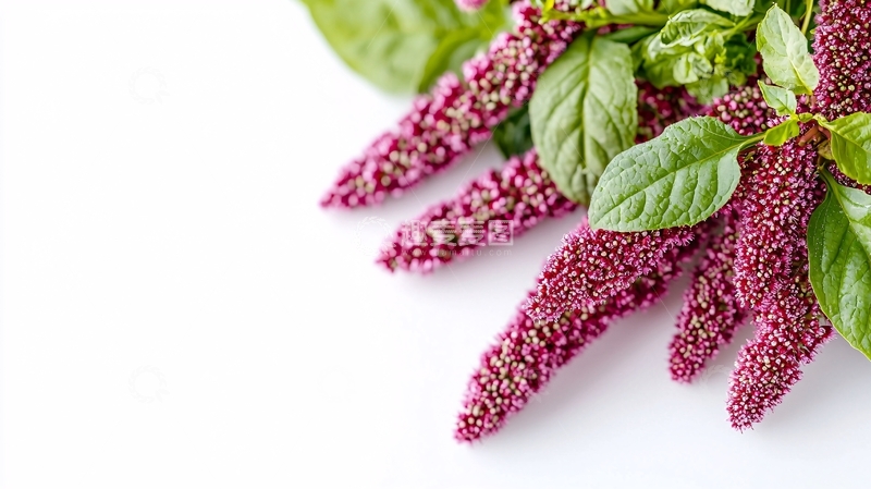 高清大图下载【趣麦麦图】红苋菜花束