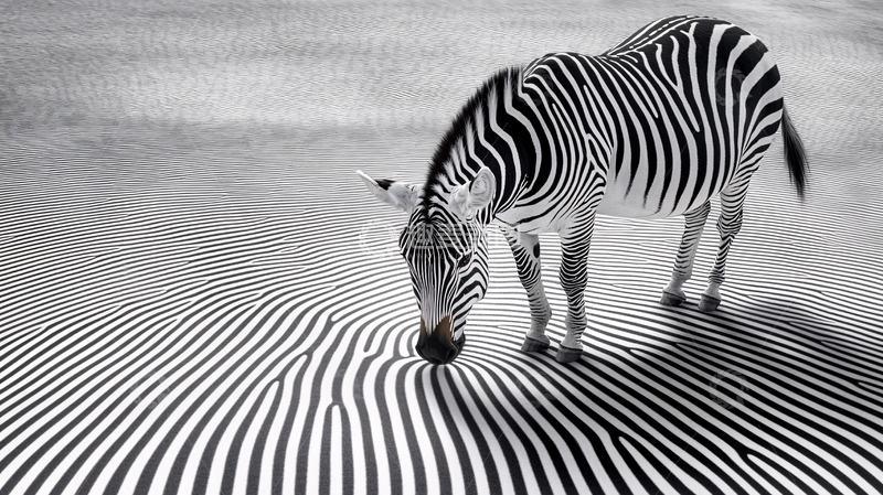 高清大图下载【趣麦麦图】黑白斑马