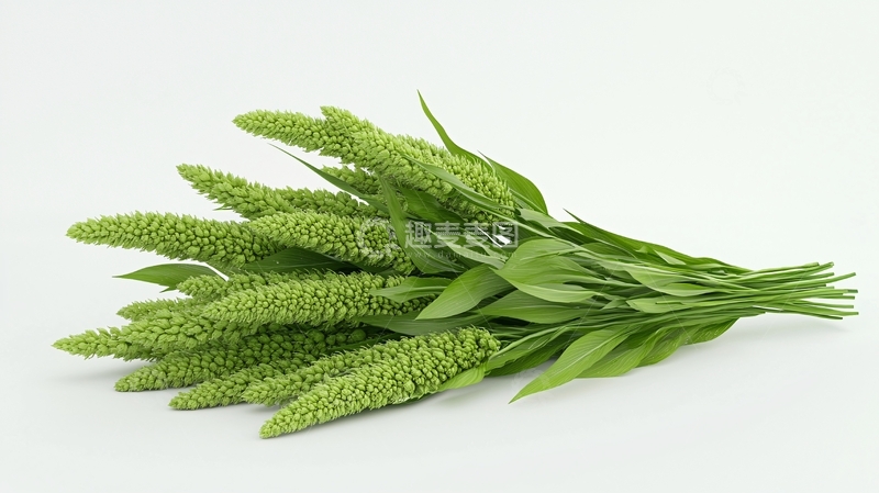 高清大图下载【趣麦麦图】绿色植物7