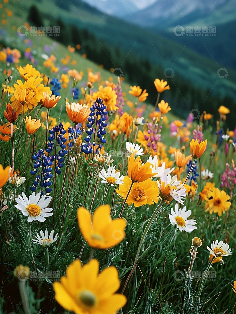 高清大图下载【趣麦麦图】山坡上的野花