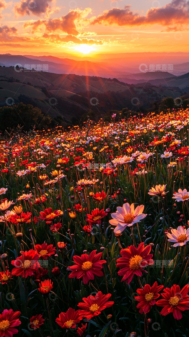 高清大图下载【趣麦麦图】日落山峦花海