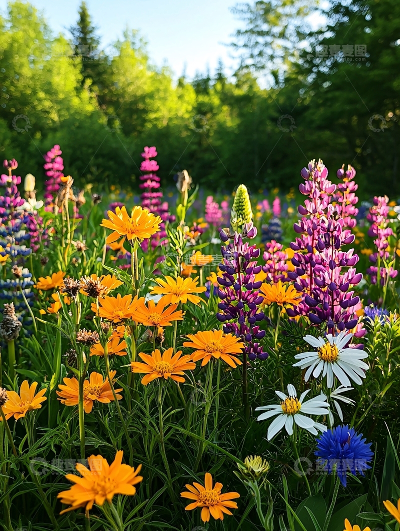 高清大图下载【趣麦麦图】五彩缤纷的野花盛开