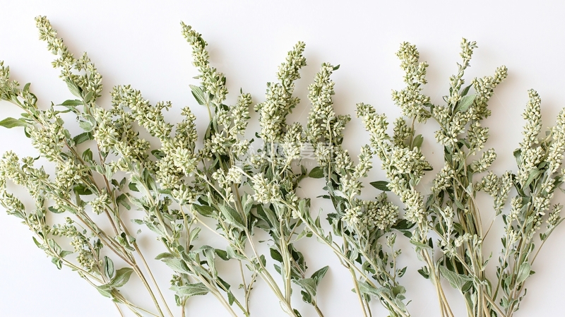 高清大图下载【趣麦麦图】干燥植物枝条