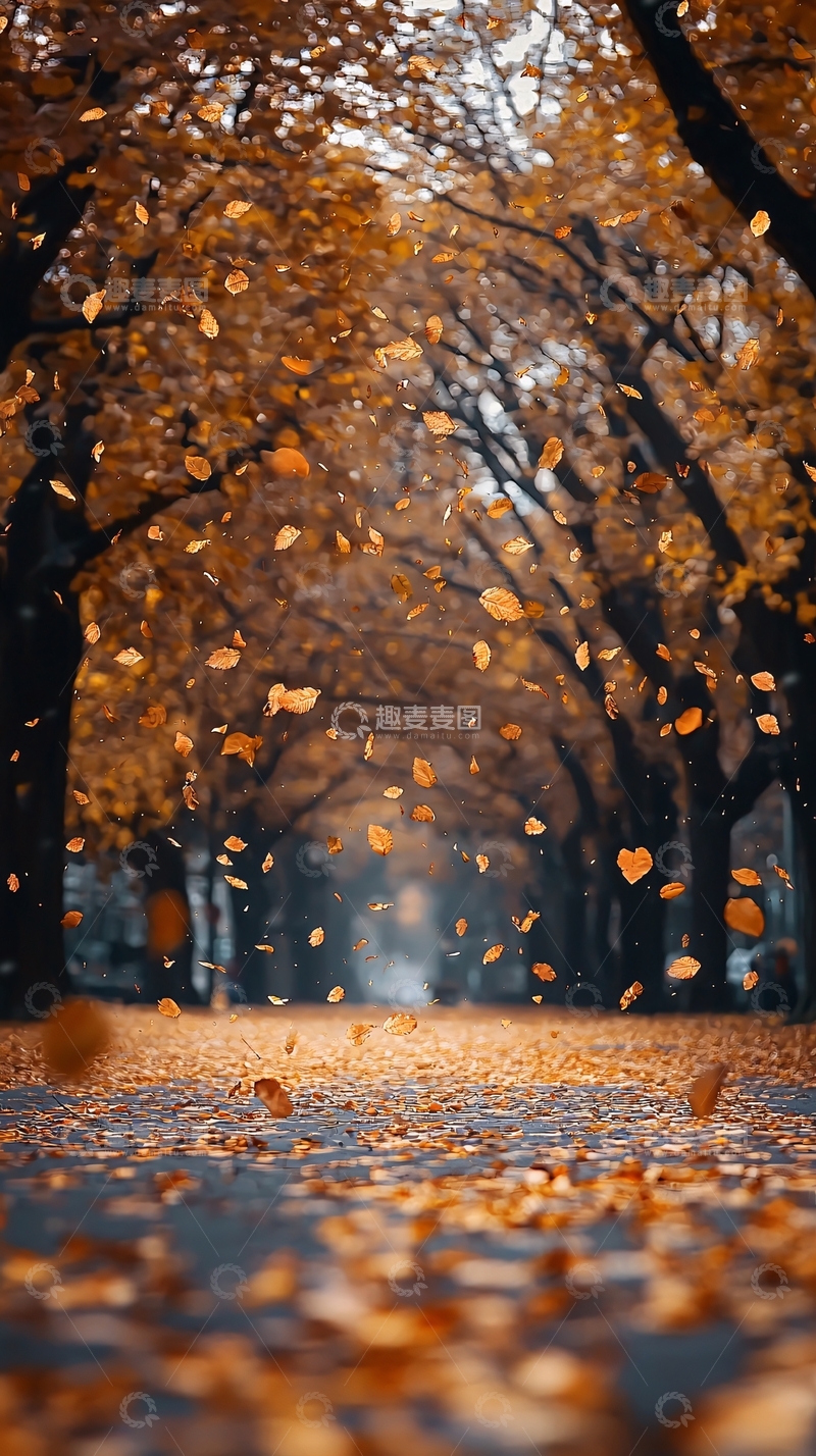 高清大图下载【趣麦麦图】秋季落叶小路