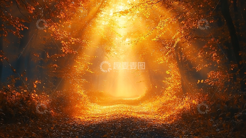 高清大图下载【趣麦麦图】光之森林小路