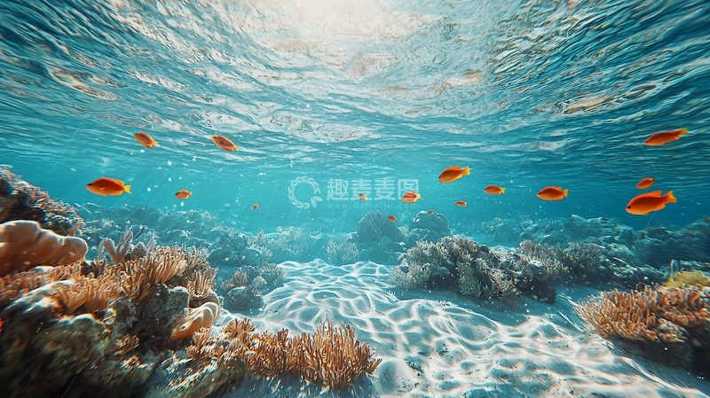 高清大图下载【趣麦麦图】水下珊瑚礁鱼群景象