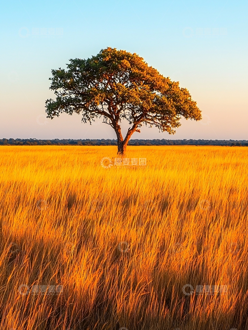 高清大图下载【趣麦麦图】孤树与金色草原的静谧