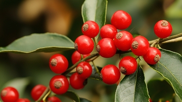 红果绿叶植物特写
