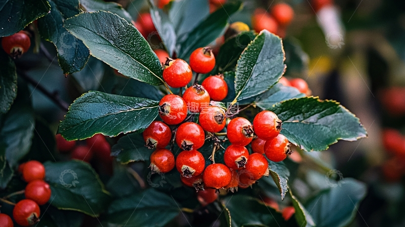 高清大图下载【趣麦麦图】红果绿叶灌木植物