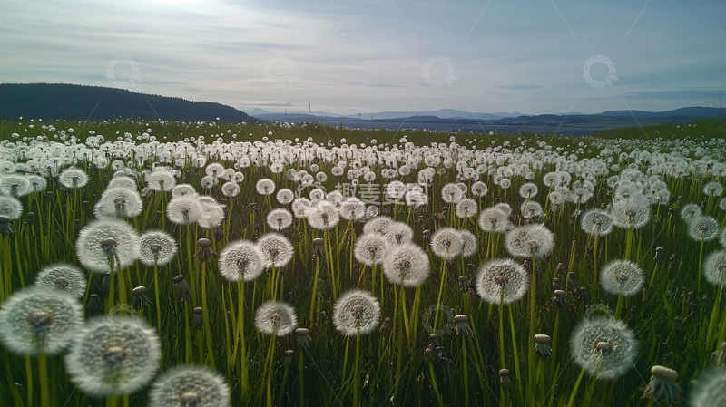高清大图下载【趣麦麦图】蒲公英花海