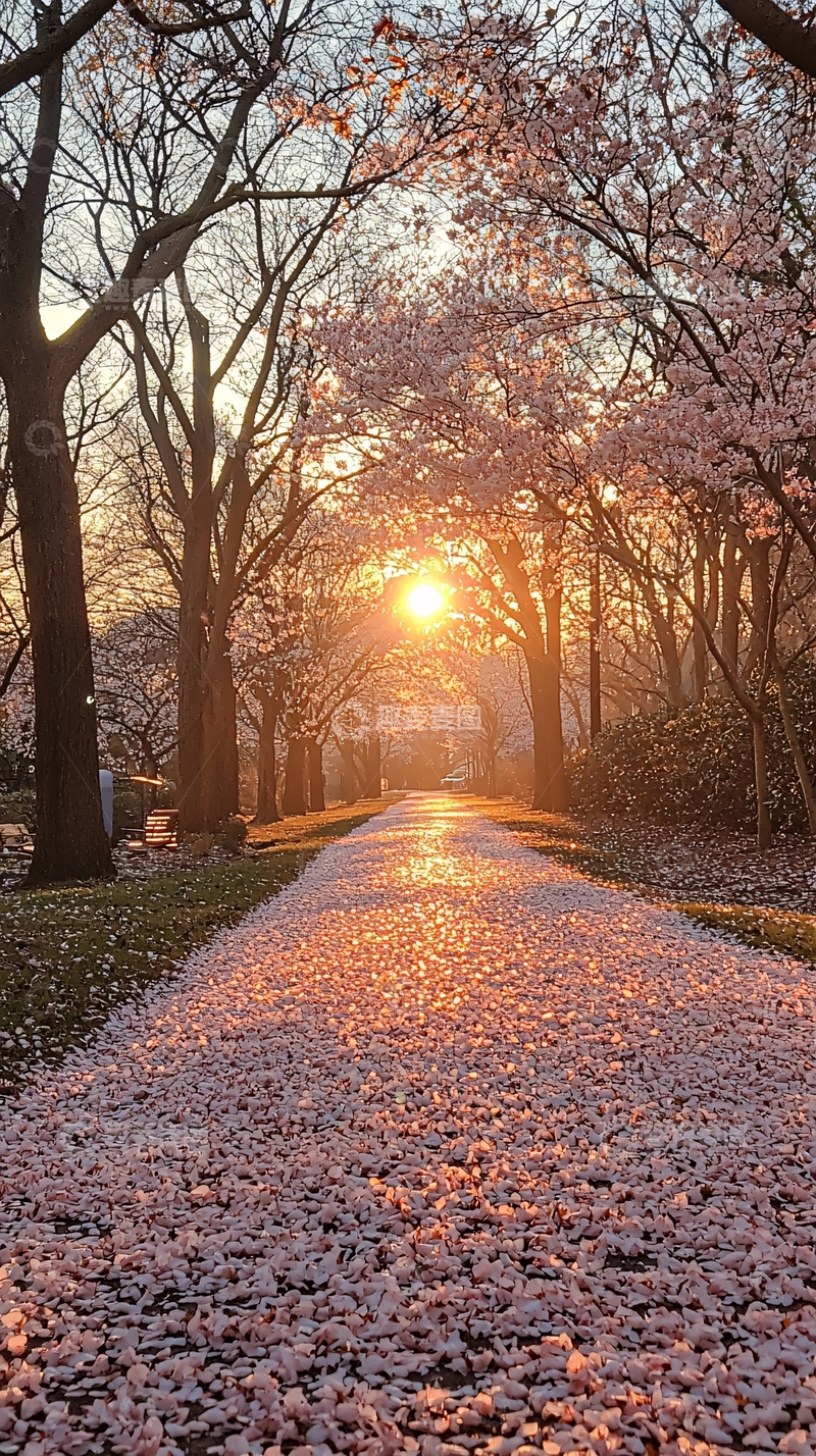 高清大图下载【趣麦麦图】落日余晖下的樱花道