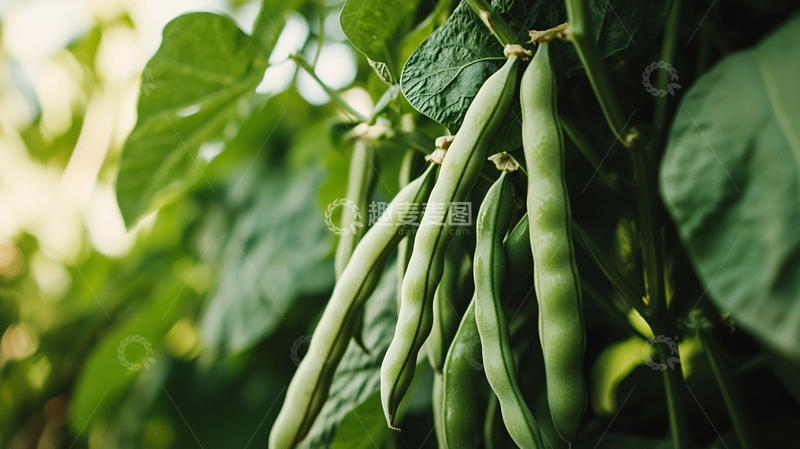 高清大图下载【趣麦麦图】绿豆角