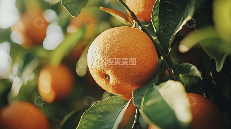 高清大图下载【趣麦麦图】橙子树上成熟的橙子